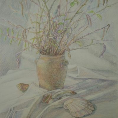 Nature morte avec les coquillages