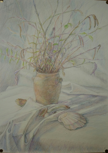 Nature morte avec les coquillages